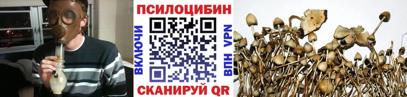 Купить закладки  Советск  Галлюциногенные грибы Psilocybe 